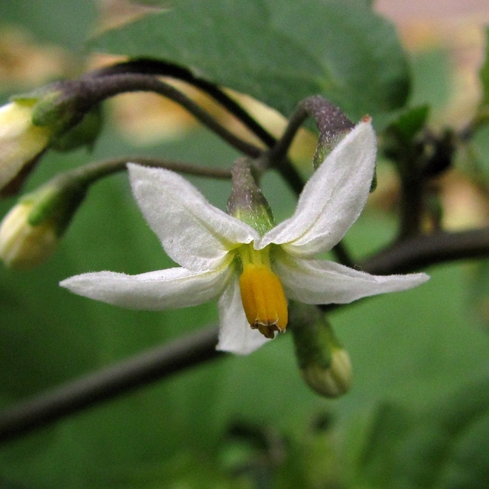 Изображение особи Solanum nigrum.