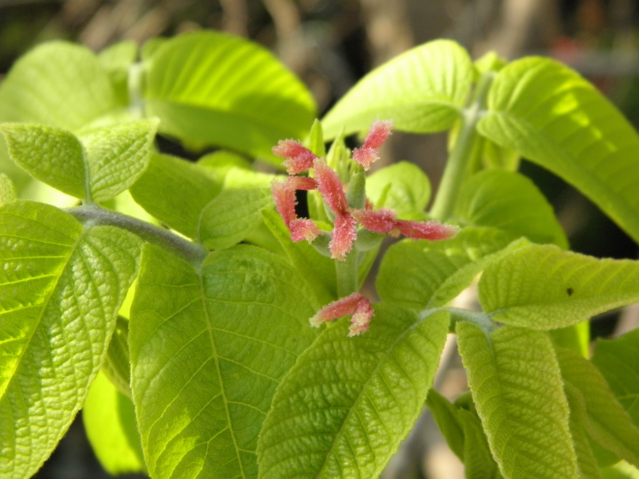 Image of Juglans mandshurica specimen.