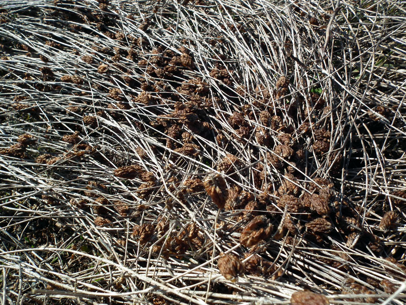 Image of Trifolium spadiceum specimen.