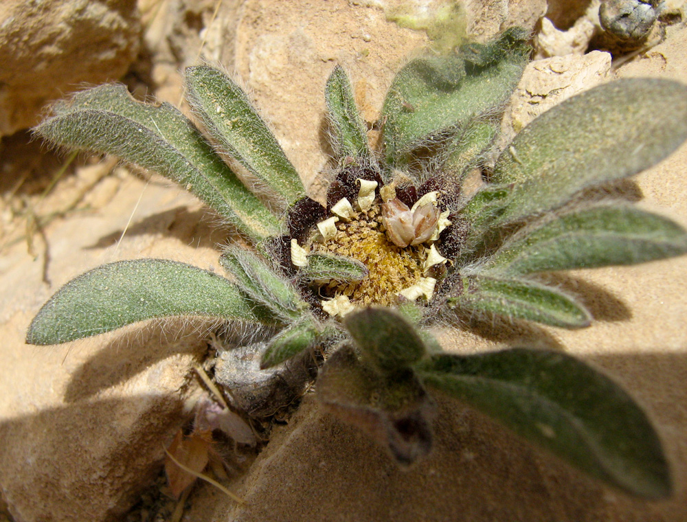 Image of Asteriscus hierochunticus specimen.