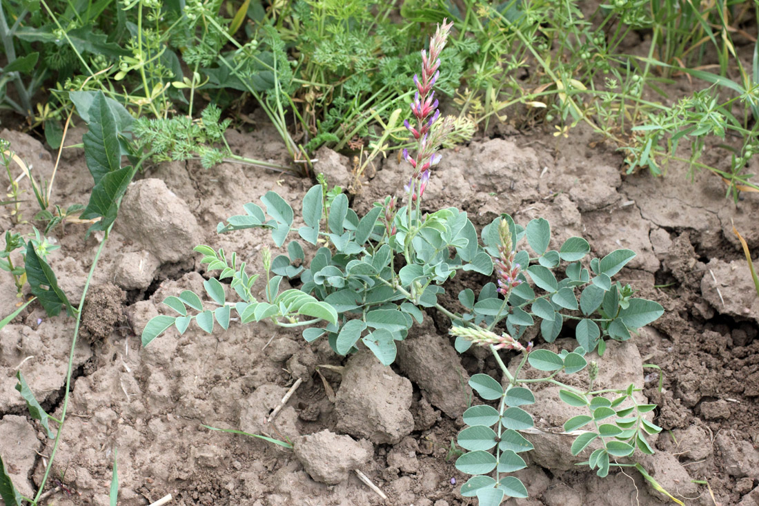 Image of Glycyrrhiza laxissima specimen.