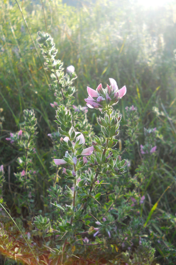 Изображение особи Ononis arvensis ssp. spinescens.