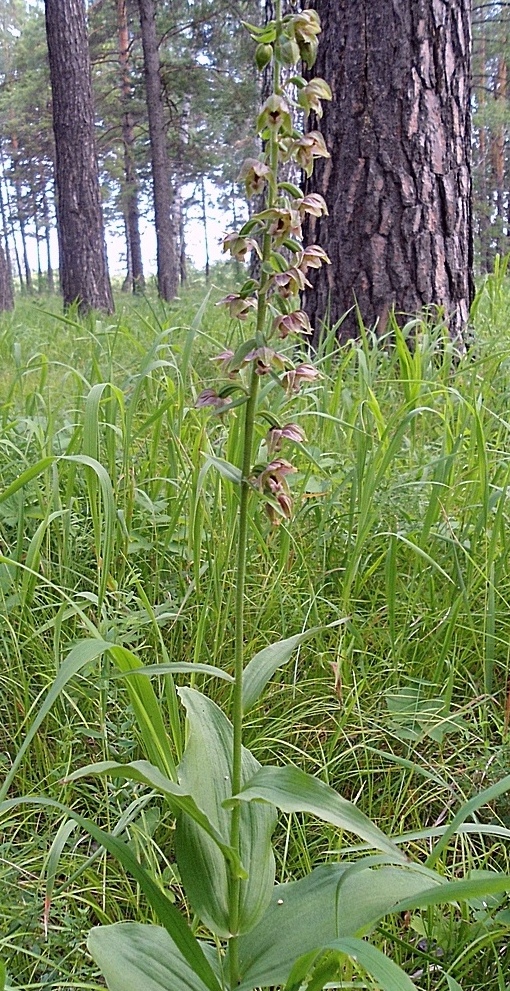 Изображение особи Epipactis helleborine.