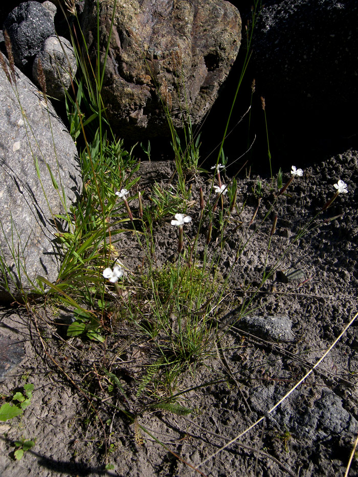 Image of Dianthus elbrusensis specimen.