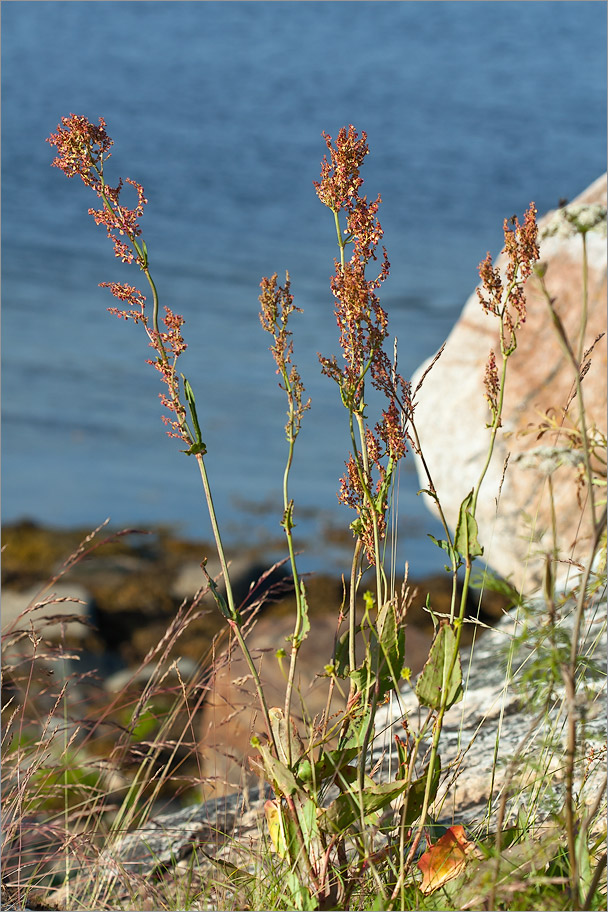 Изображение особи Rumex thyrsiflorus.