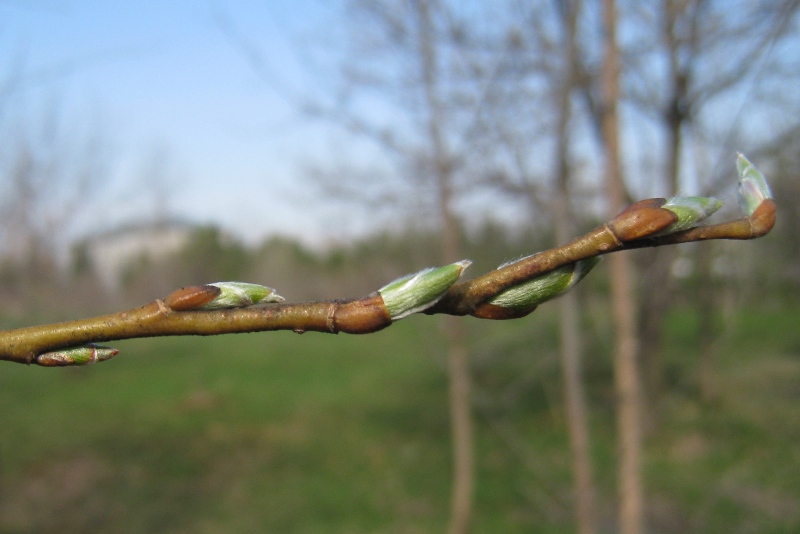 Image of Salix euxina specimen.