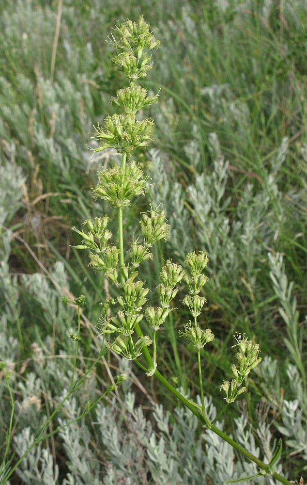 Изображение особи Silene chersonensis.