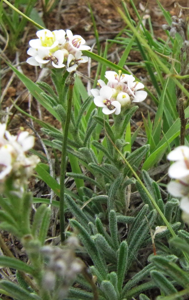 Image of Ptilotrichum tenuifolium specimen.