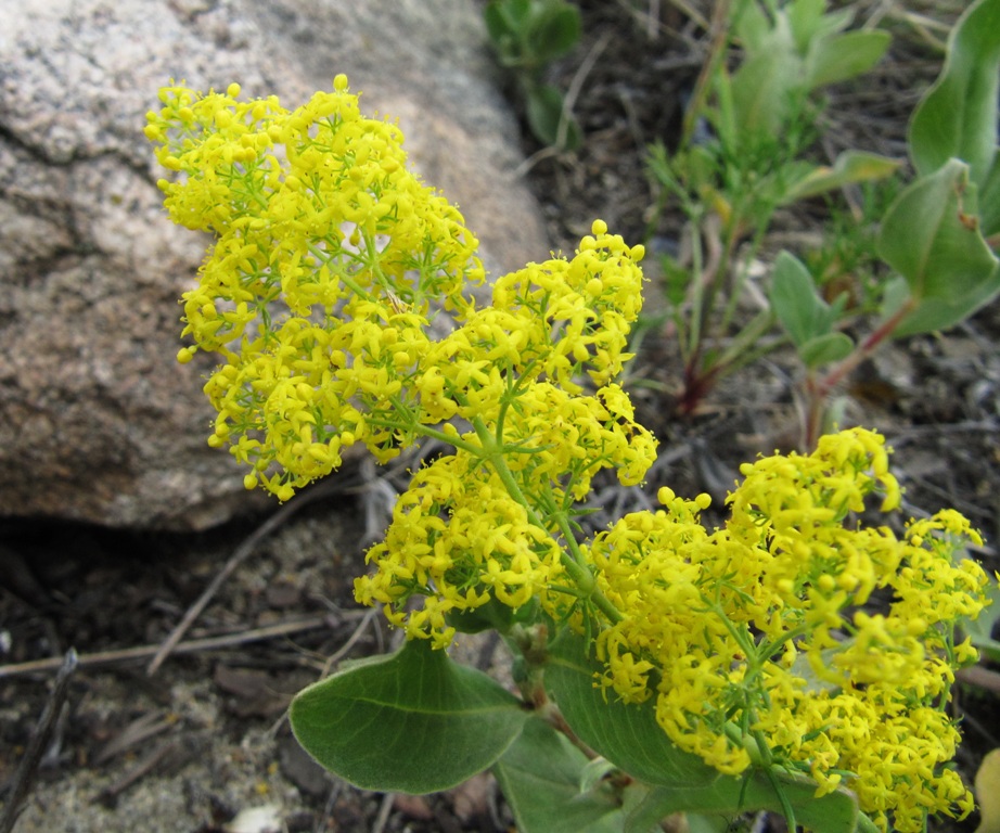 Image of Galium verum specimen.