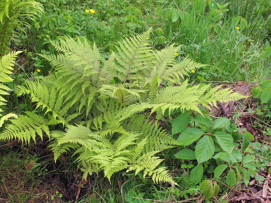 Изображение особи род Athyrium.