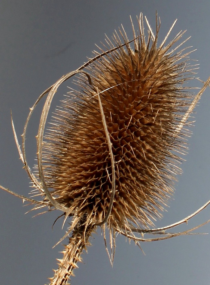 Image of Dipsacus fullonum specimen.