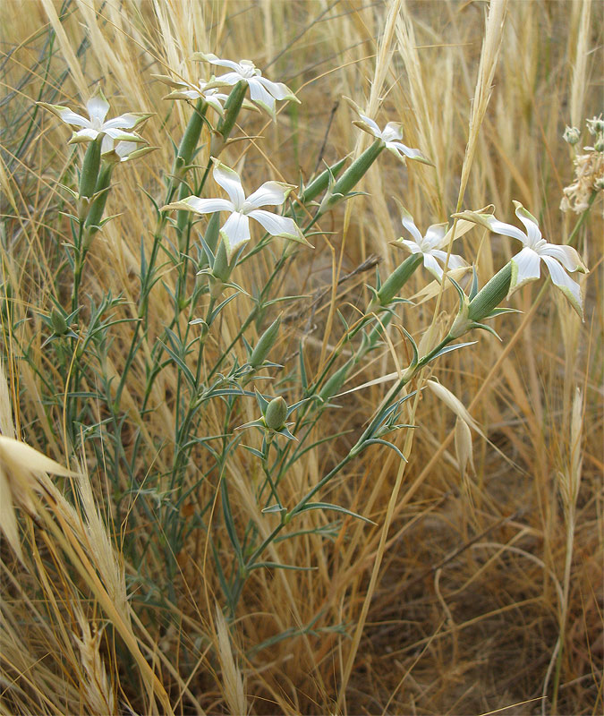 Image of Dianthus monadelphus specimen.