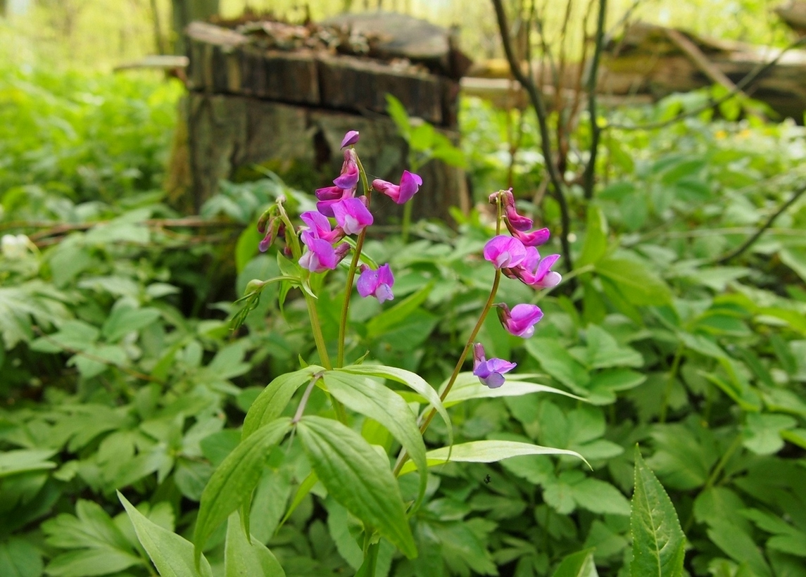 Изображение особи Lathyrus vernus.