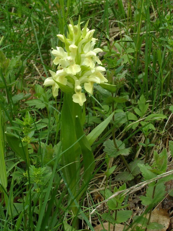 Image of Dactylorhiza sambucina specimen.