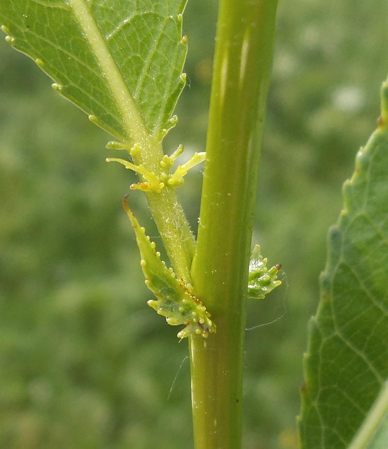 Image of Salix &times; meyeriana specimen.