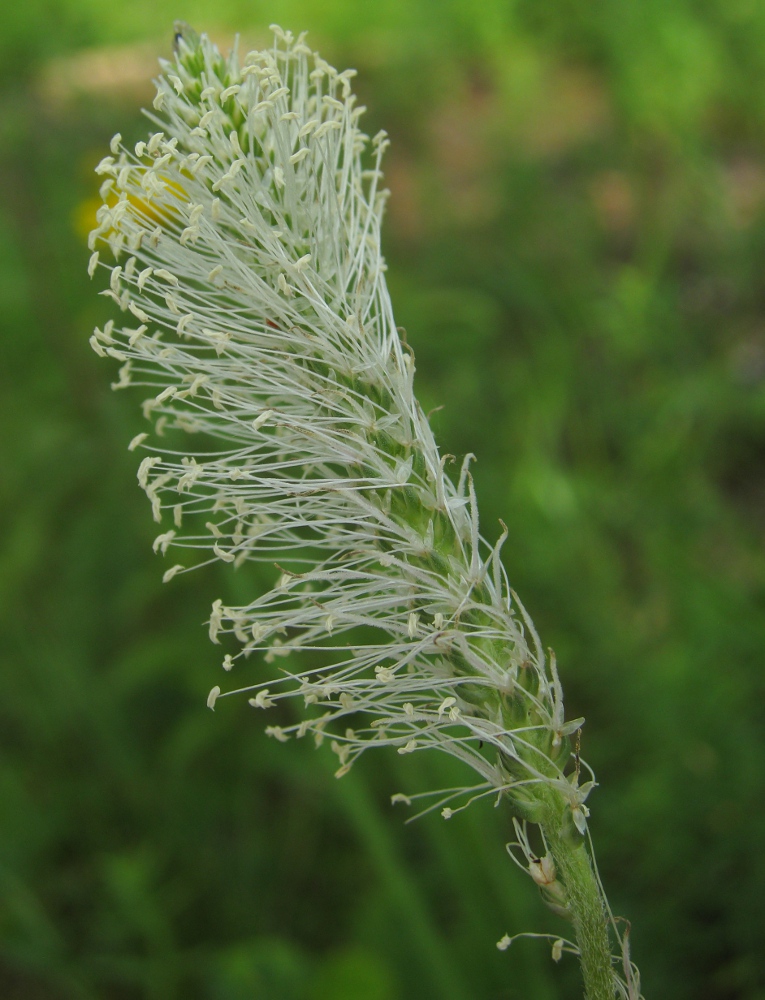 Image of Plantago urvillei specimen.