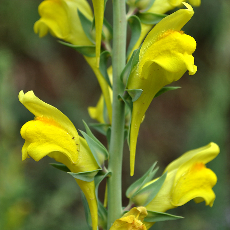 Image of Linaria grandiflora specimen.