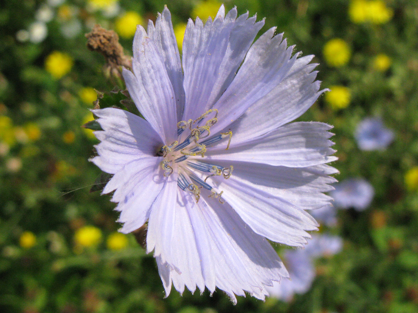 Image of Cichorium intybus specimen.