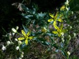 Haplophyllum versicolor