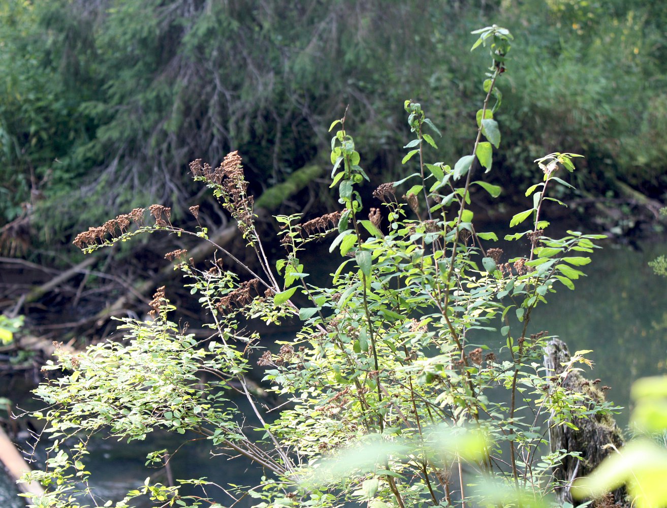 Image of Spiraea media specimen.