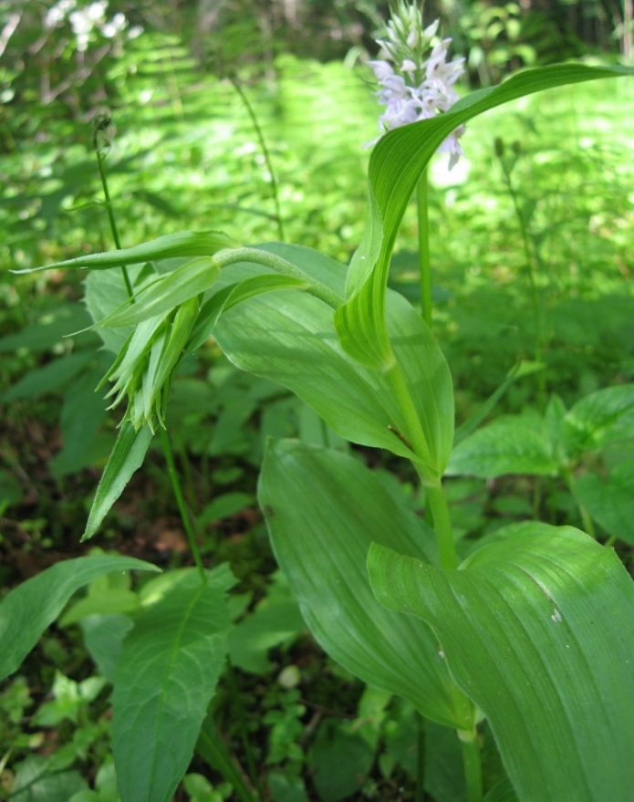 Изображение особи Epipactis helleborine.