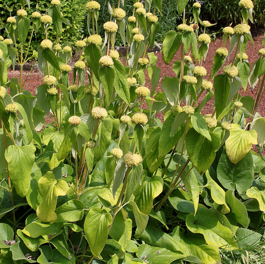 Image of Phlomis russeliana specimen.