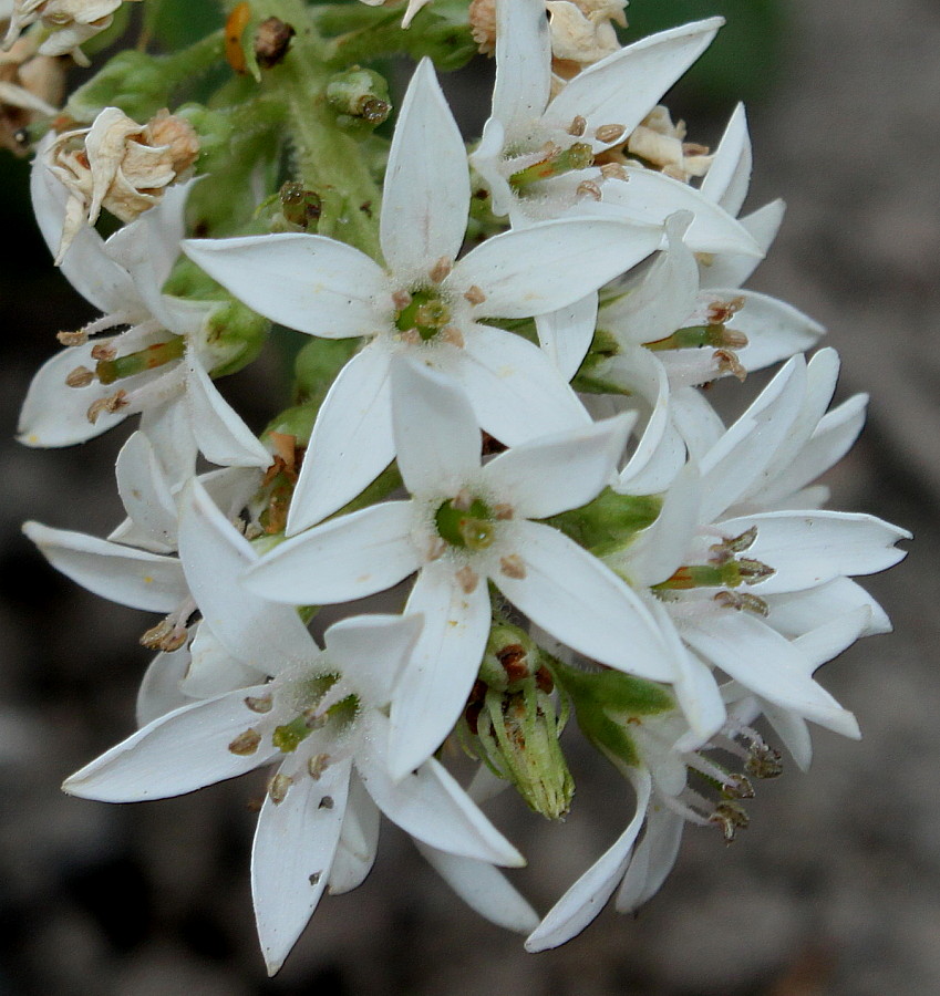 Image of Lysimachia barystachys specimen.