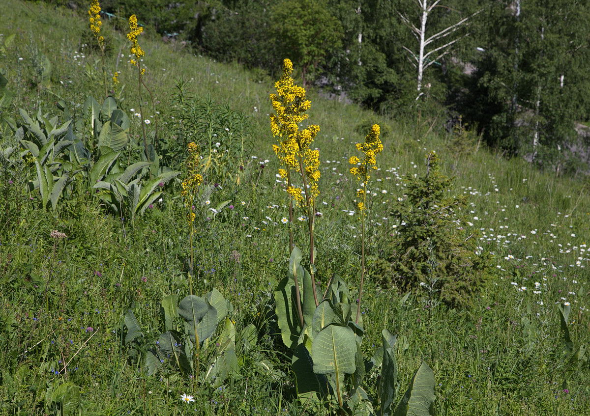 Image of Ligularia heterophylla specimen.