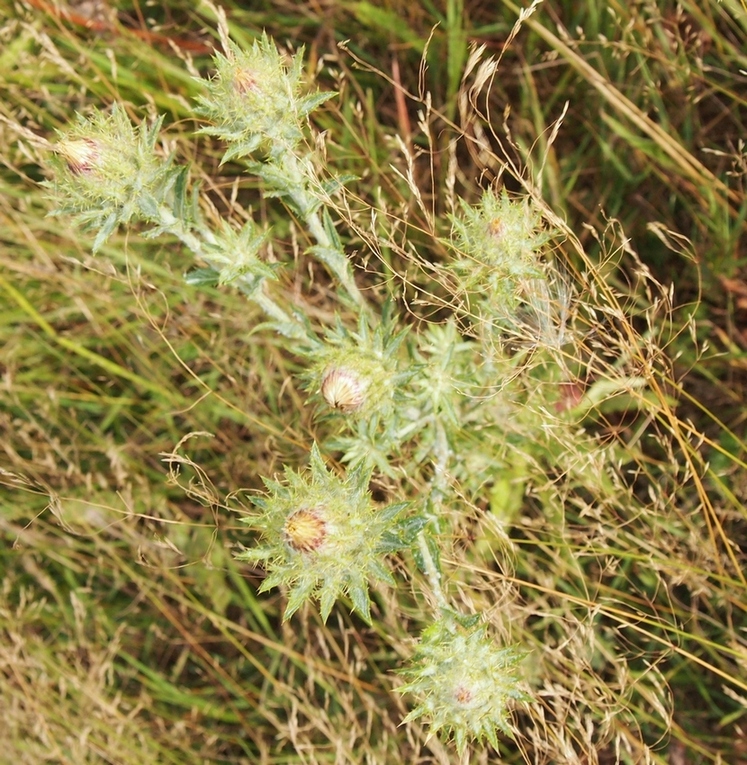 Изображение особи Carlina vulgaris.