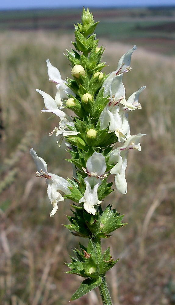 Изображение особи Stachys recta.