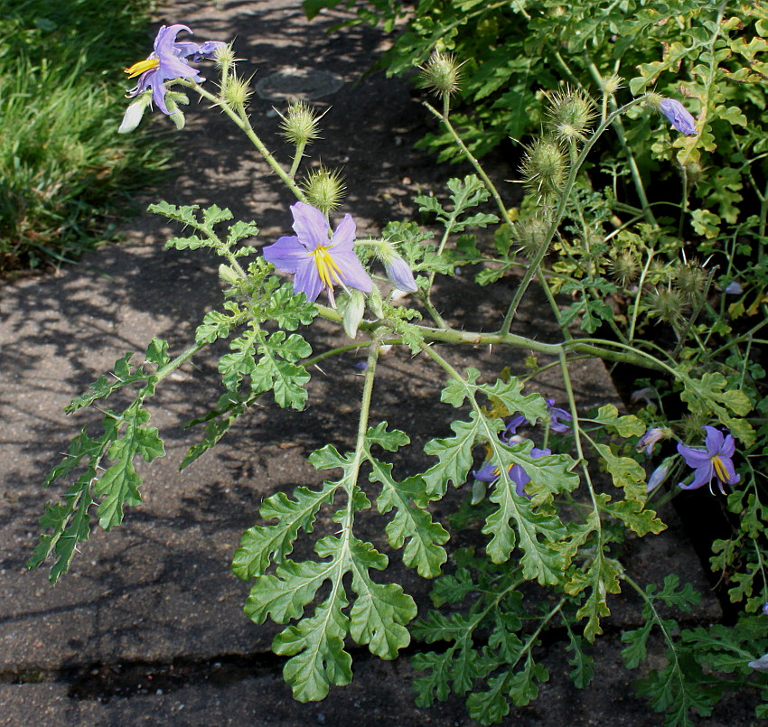 Изображение особи Solanum citrullifolium.