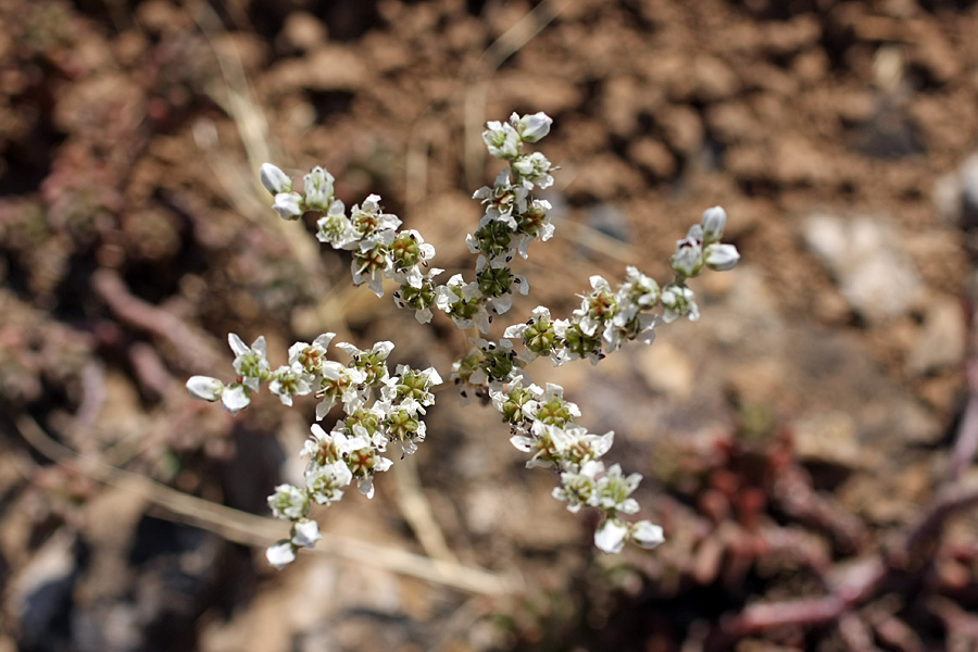 Изображение особи Sedum alberti.