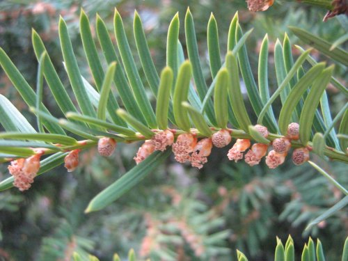 Изображение особи Taxus baccata.