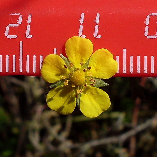 Image of Potentilla argentea specimen.