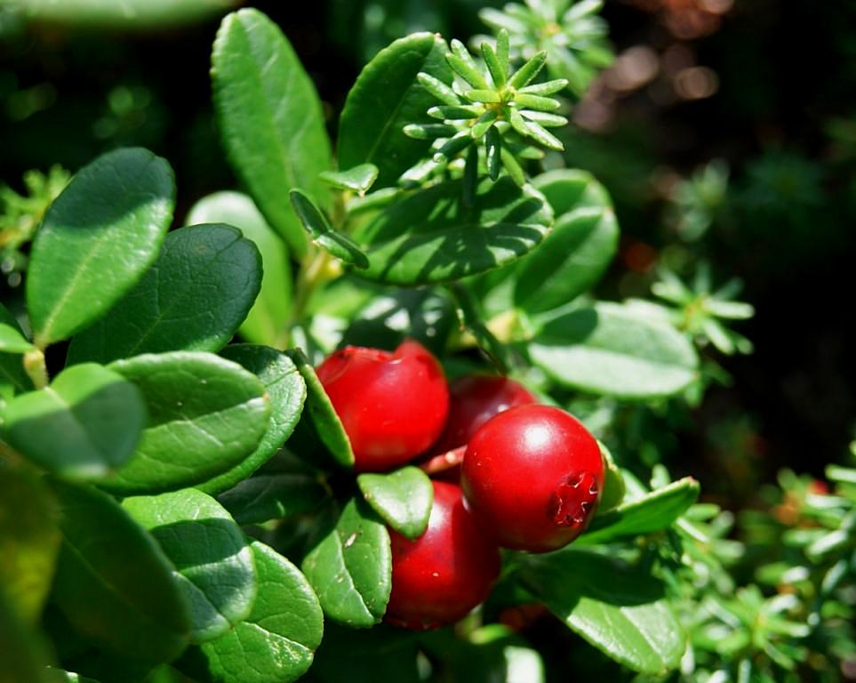 Image of Vaccinium vitis-idaea specimen.