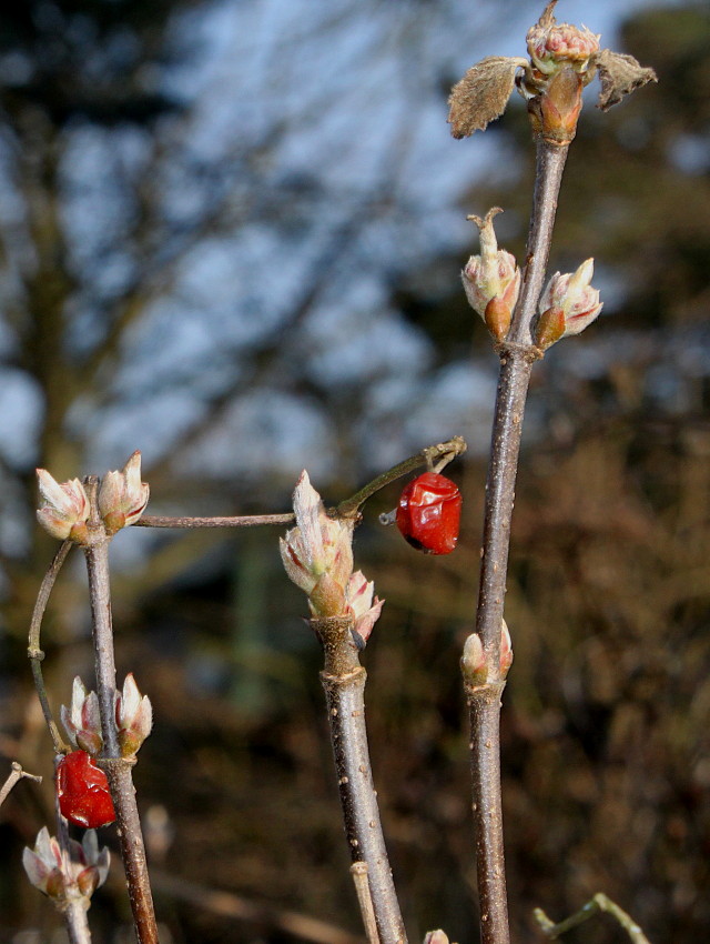 Изображение особи род Viburnum.