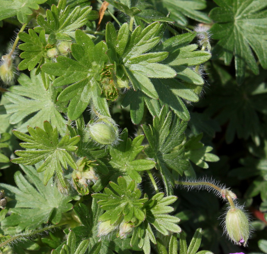 Изображение особи Geranium sanguineum.