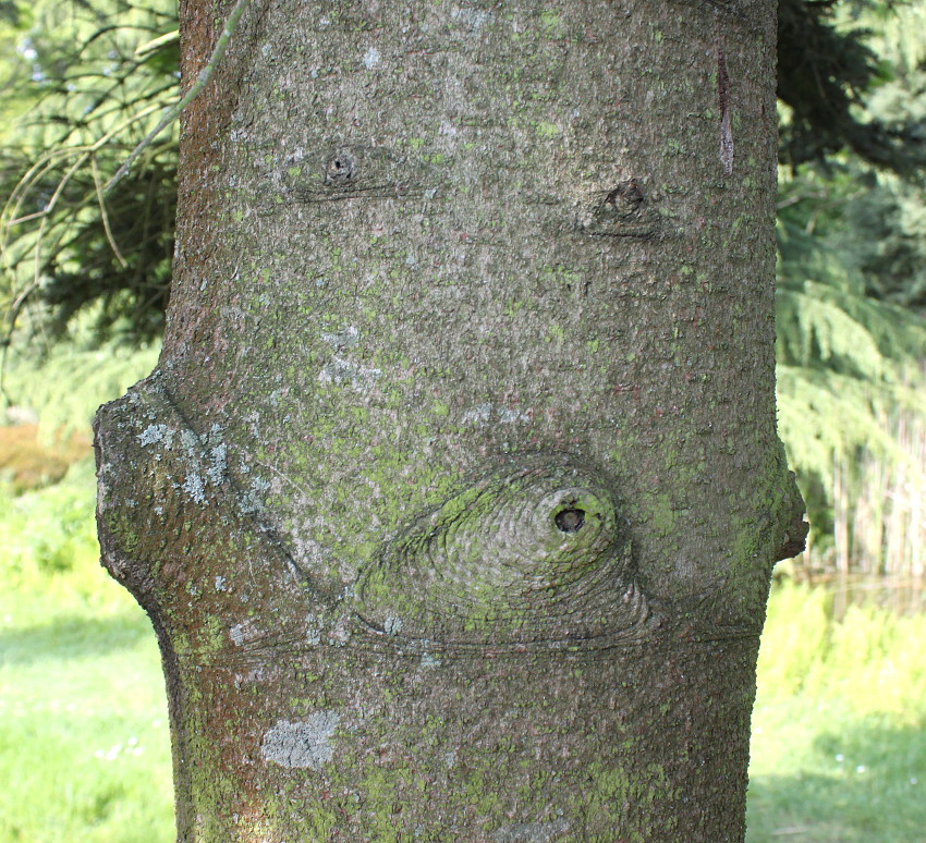 Image of Abies numidica specimen.