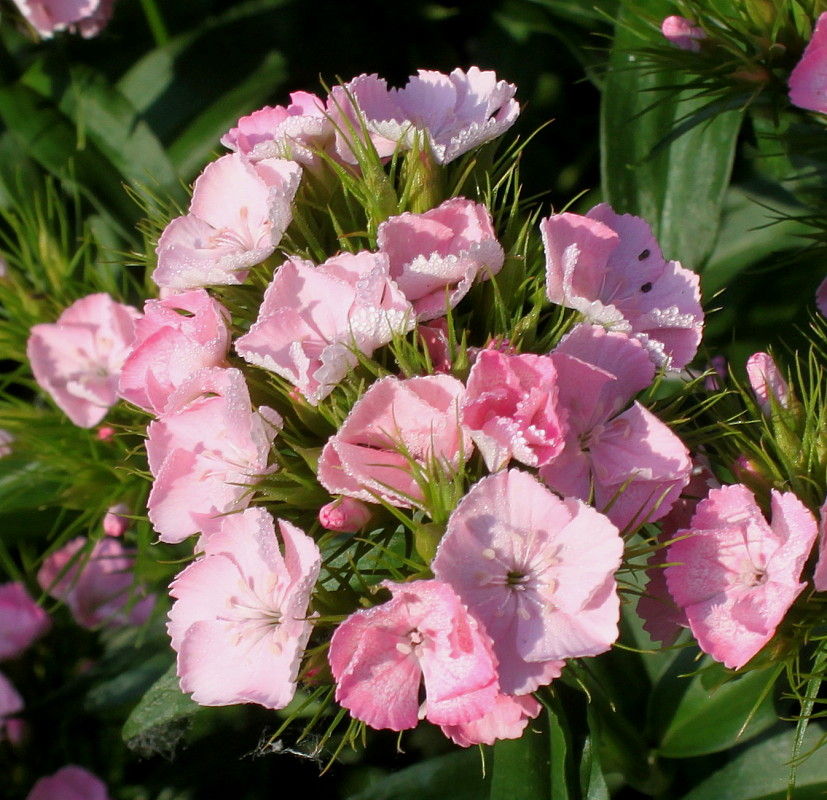 Изображение особи Dianthus barbatus.