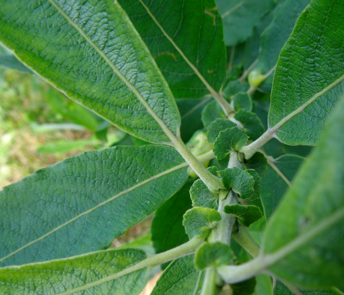 Image of Salix cinerea specimen.