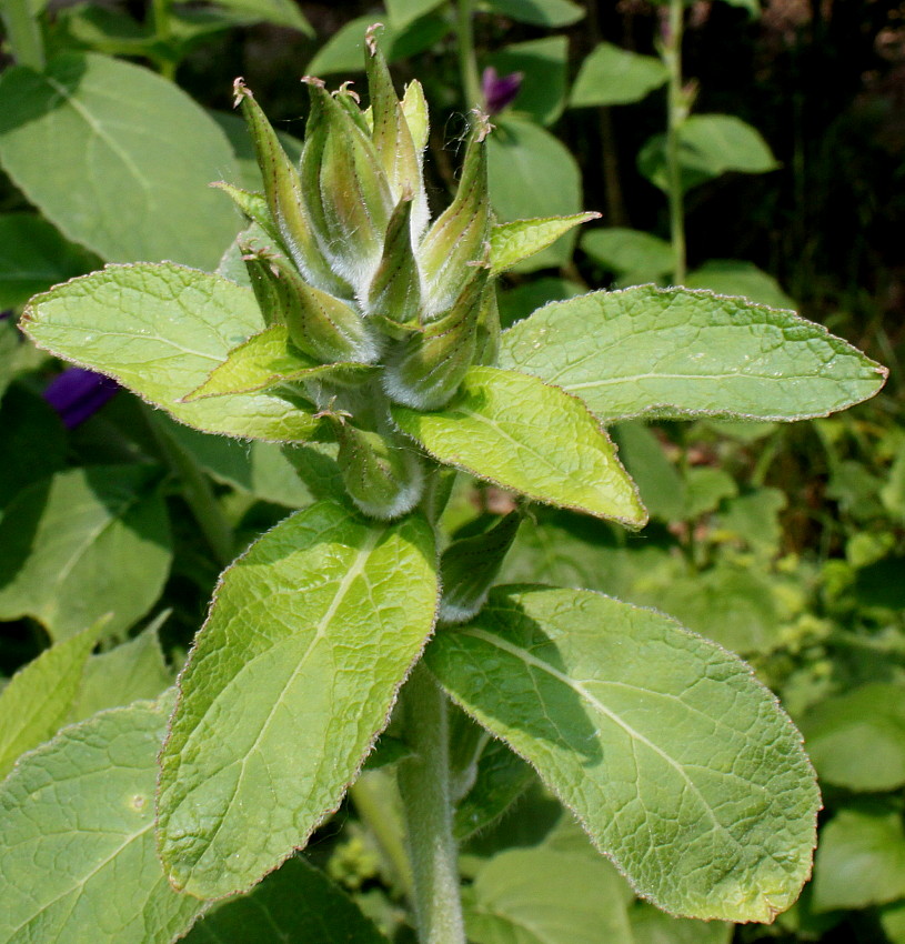 Изображение особи Campanula latifolia.