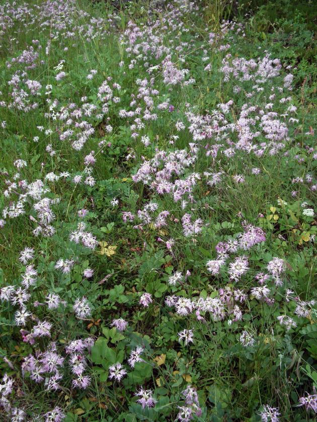 Image of Dianthus superbus specimen.