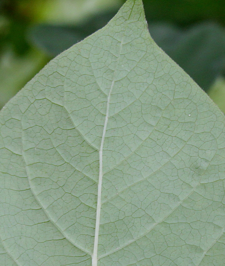 Изображение особи семейство Oleaceae.