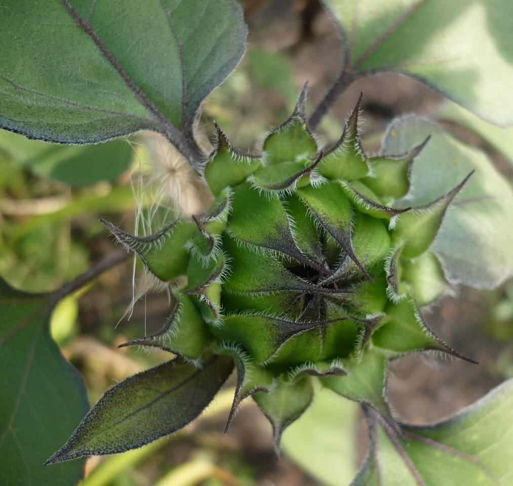 Image of Helianthus annuus specimen.