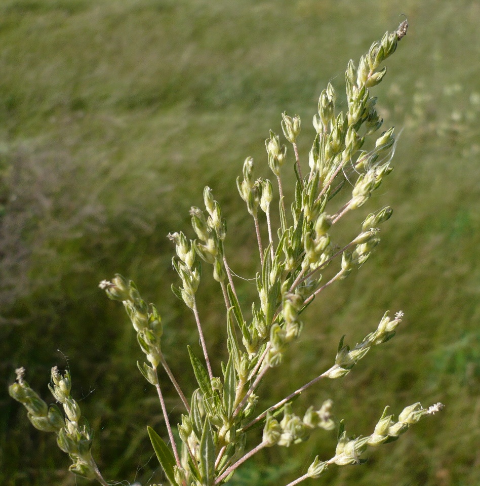 Image of Axyris amaranthoides specimen.