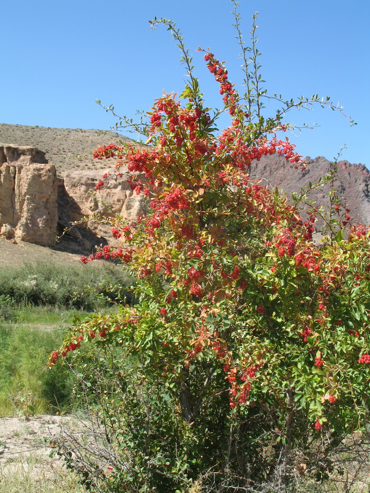 Изображение особи Berberis iliensis.