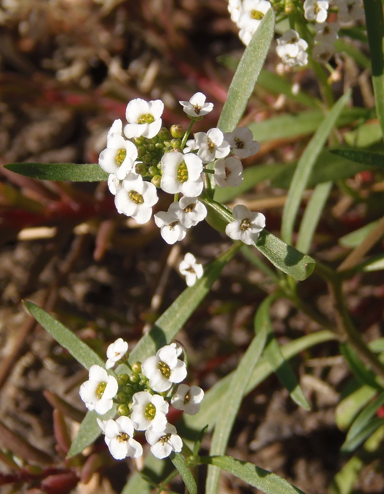 Image of Lobularia maritima specimen.