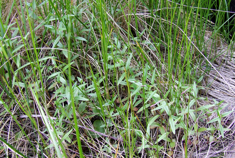 Image of Epilobium palustre specimen.