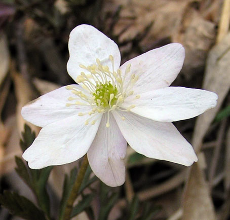 Изображение особи Anemone amurensis.