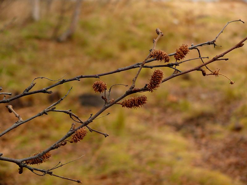 Image of Betula callosa specimen.